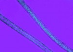 Włókna tekstylne i ich tekstura. 10 preparatów mikroskopowych w pudełku  - kod 59-5710