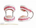 MA-403A  Nowy wzór modelu jamy ustnej (plus szczoteczka do zębów).