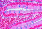 Komórki, tkanki i organy - zestaw 13 preparatów - kod 4410