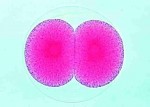 Embriologia jeżowców - zestaw 12 preparatów kod - 5200