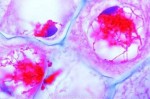 Rozwój mikroskopowy komórek macierzystych lilii - zestaw 12 preparatów