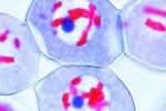 Rozwój mikroskopowy komórek macierzystych lilii - zestaw 12 preparatów