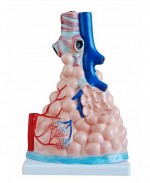 MA – 302  Powiększony model pęcherzyków płucnych