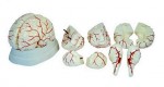 MA – 308  Model mózgu z tętnicami