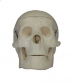 MA–106 Miniaturowa plastikowa czaszka ludzka
