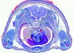 Embriologia świni - zestaw 10 preparatów